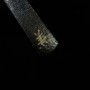 Kiridashi Kogatana - KANERU KOBO - "Riding on a vividly colored carpet" - 24mm