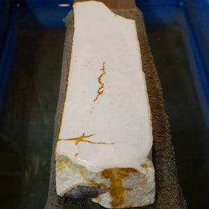 Miotsukushihime Piedra de afilar natural Iyo Meito NM07 Blanca 62×230×30 mm
