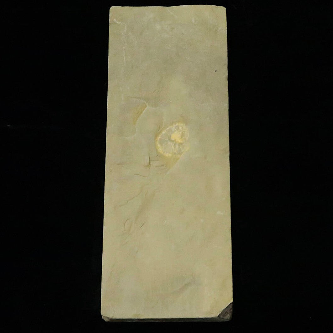 Pierre à aiguiser naturelle Atagoyama Awasedo (Extra fine) « Type 40 » 80×212×16mm