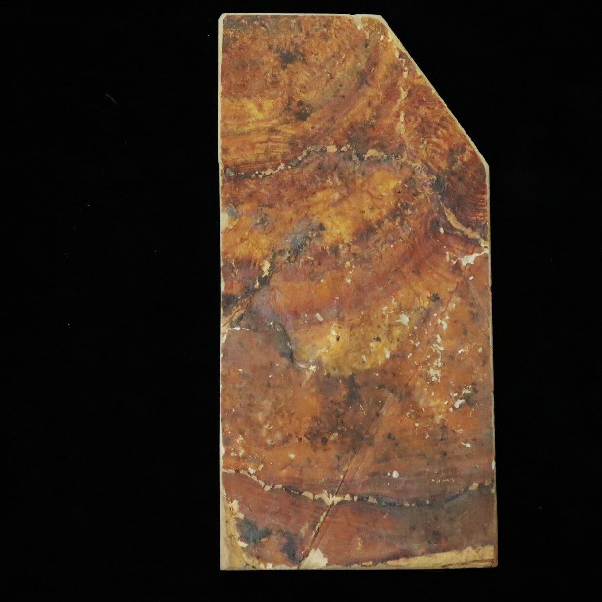 Pierre à aiguiser naturelle Nakayama Awasedo (Forme irrégulière) 101×208×11mm